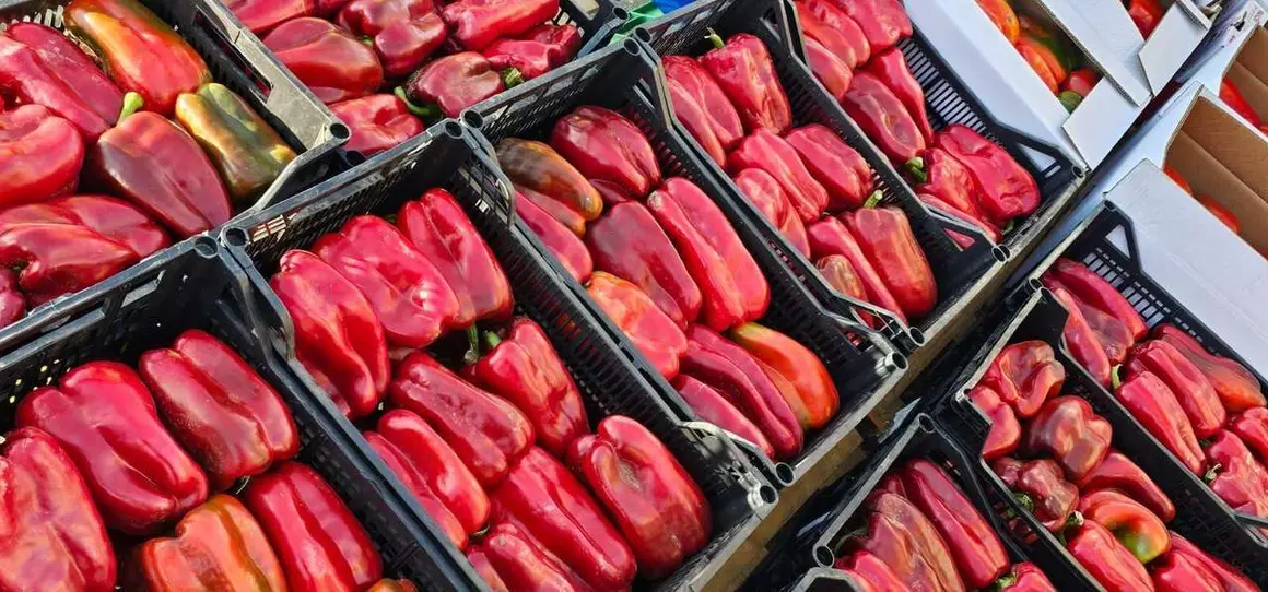 Ambiente en la 40&ordf; Feria del Pimiento Morr&oacute;n de Fresno de la Vega, donde los pimientos y la gastronom&iacute;a fueron protagonistas.