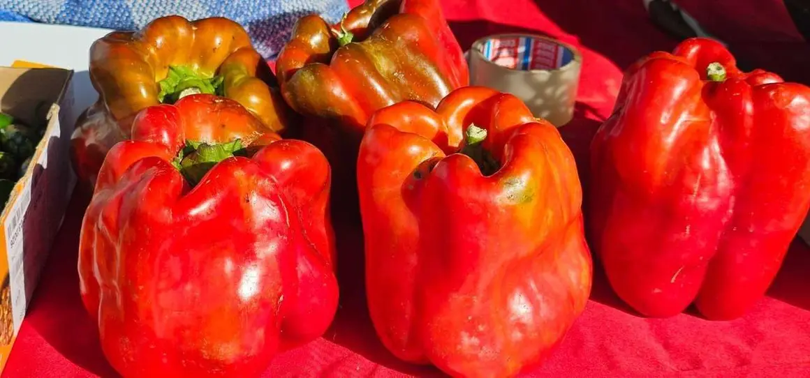 Ambiente en la 40&ordf; Feria del Pimiento Morr&oacute;n de Fresno de la Vega, donde los pimientos y la gastronom&iacute;a fueron protagonistas.