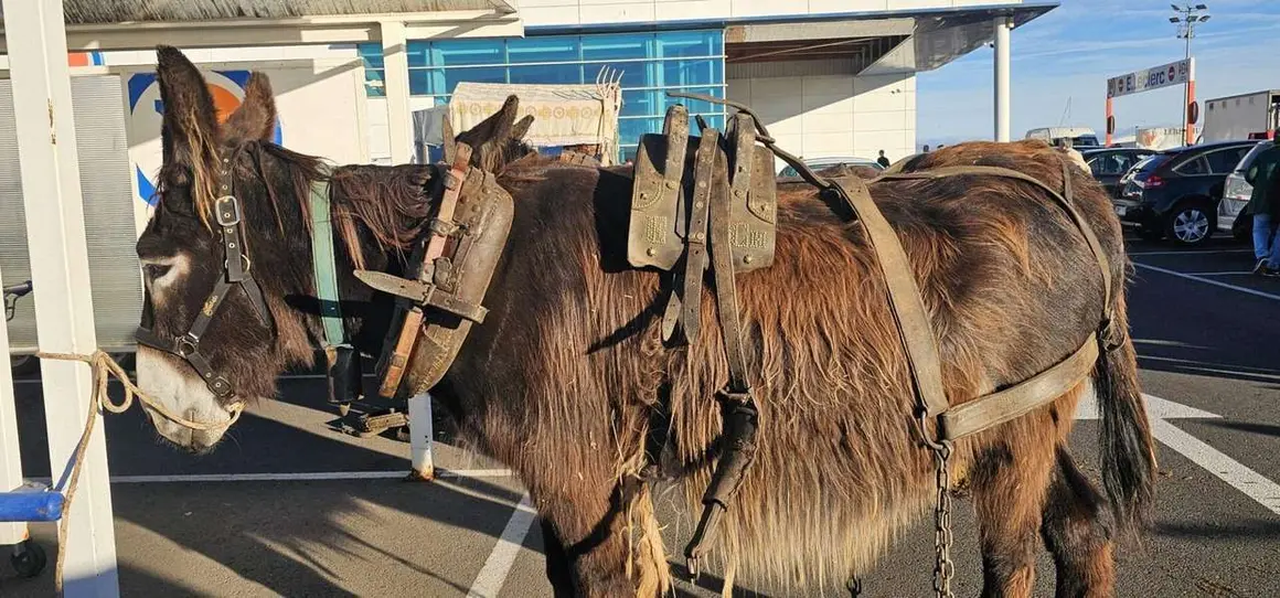 Pendones, carros y romeros participaron un a&ntilde;o m&aacute;s en la romer&iacute;a de San Froil&aacute;n | Le&oacute;n 24 Horas