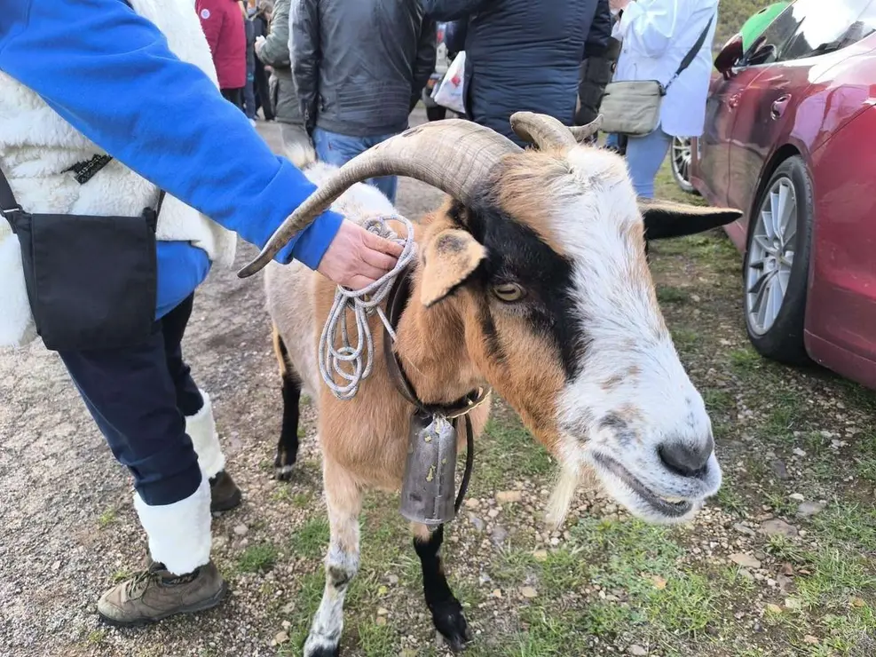 Feria de la Cecina de Chivo de Vegacervera 2025. Le&oacute;n 24 horas.