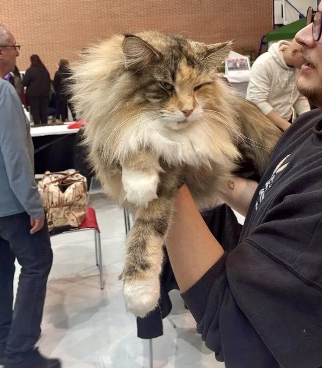 Exposici&oacute;n Internacional Felina. Ayuntamiento de San Andr&eacute;s del Rabanedo.
