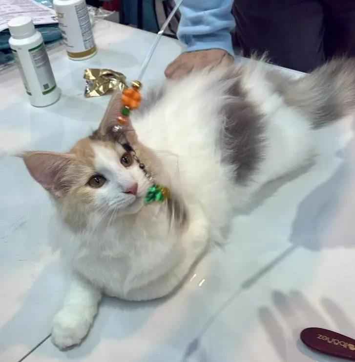 Exposici&oacute;n Internacional Felina. Ayuntamiento de San Andr&eacute;s del Rabanedo.