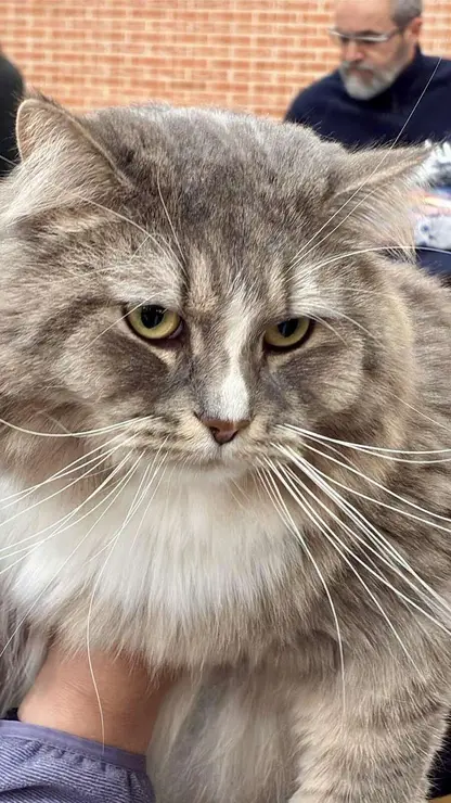 Exposici&oacute;n Internacional Felina. Ayuntamiento de San Andr&eacute;s del Rabanedo.