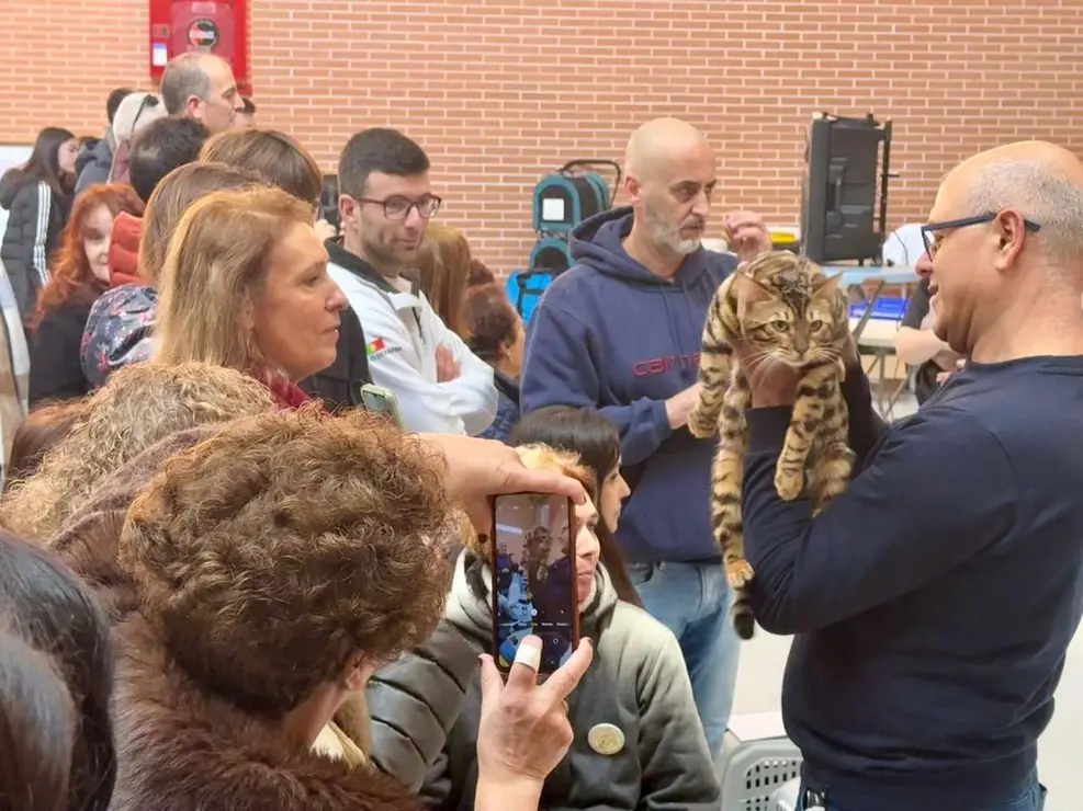 Exposici&oacute;n Felina Internacional. Ayuntamiento de San Andr&eacute;s del Rabanedo.