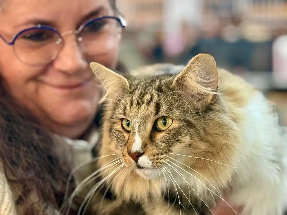 Exposici&oacute;n Felina Internacional. Ayuntamiento de San Andr&eacute;s del Rabanedo.