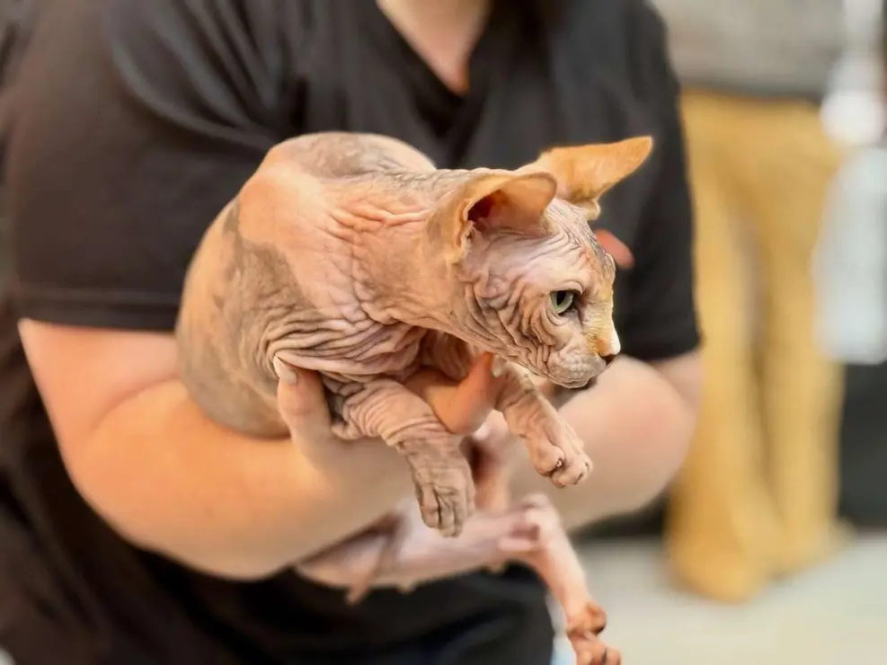 Exposici&oacute;n Felina Internacional. Ayuntamiento de San Andr&eacute;s del Rabanedo.