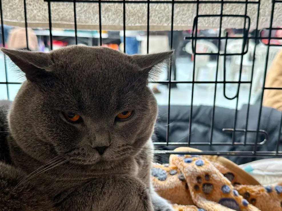 Exposici&oacute;n Felina Internacional. Ayuntamiento de San Andr&eacute;s del Rabanedo.