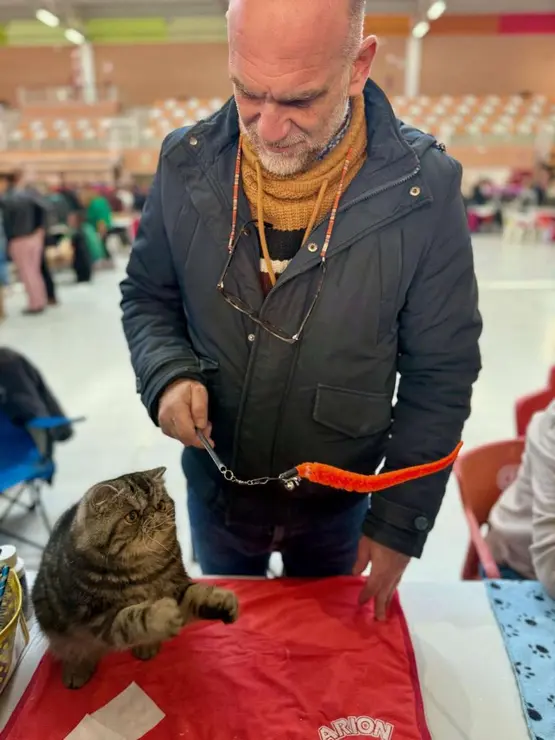 Exposici&oacute;n Felina Internacional. Ayuntamiento de San Andr&eacute;s del Rabanedo.