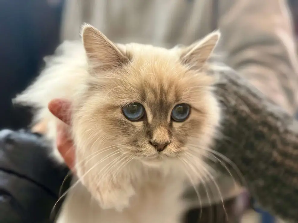 Exposici&oacute;n Felina Internacional. Ayuntamiento de San Andr&eacute;s del Rabanedo.