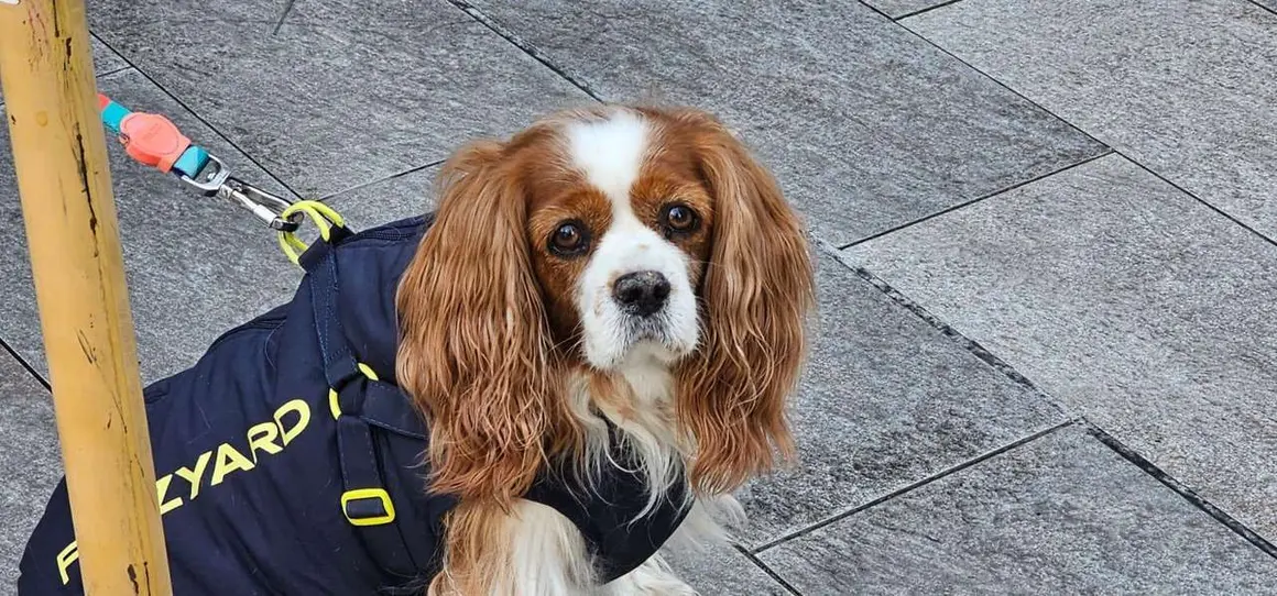 Bendici&oacute;n de mascotas por San Ant&oacute;n en el entorno de San Marcelo, este domingo en el centro de Le&oacute;n. Foto: Le&oacute;n 24 Horas