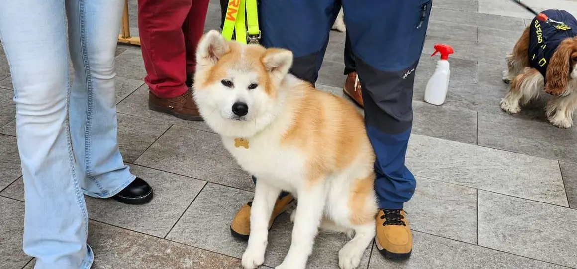 Bendici&oacute;n de mascotas por San Ant&oacute;n en el entorno de San Marcelo, este domingo en el centro de Le&oacute;n. Foto: Le&oacute;n 24 Horas