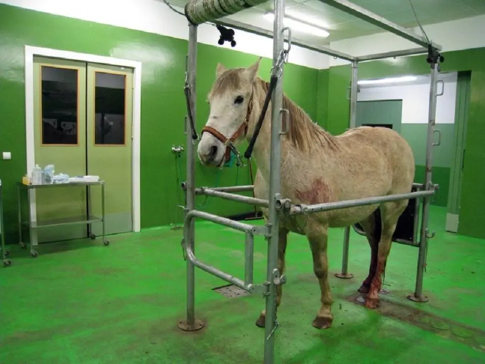 Foto archivo - Hospital Veterinario de la ULE