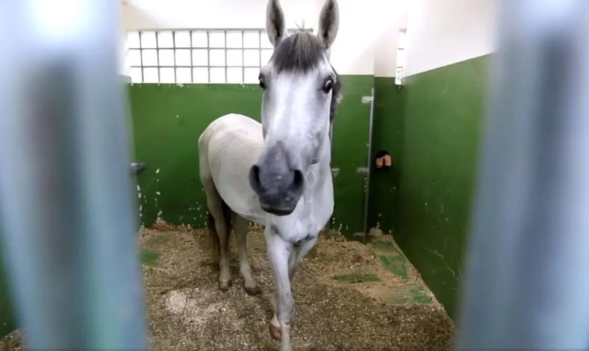 El Soto de Villar de los Barrios (Ponferrada) organiza rutas a caballo y paseos did&aacute;cticos el 27 de septiembre.