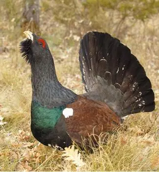 Urogallo cant&aacute;brico