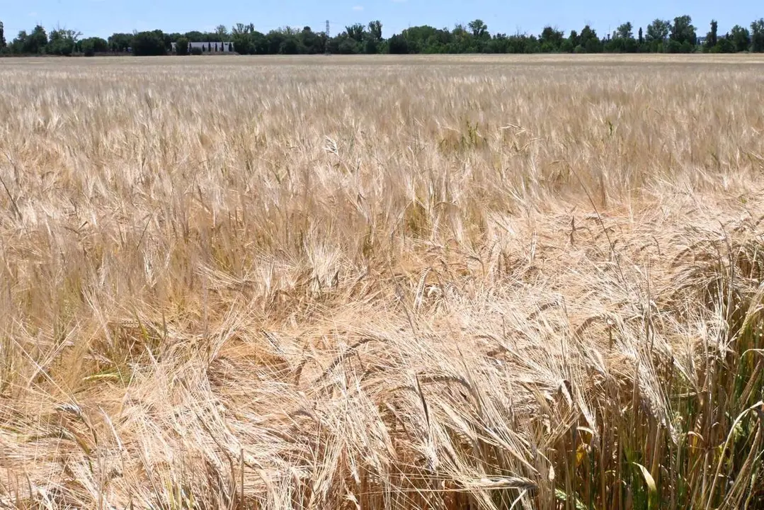 Campo de trigo.