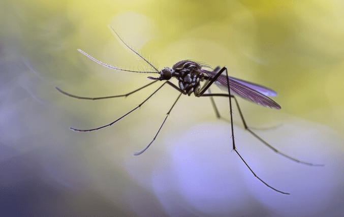Mosquito tigre generado con IA