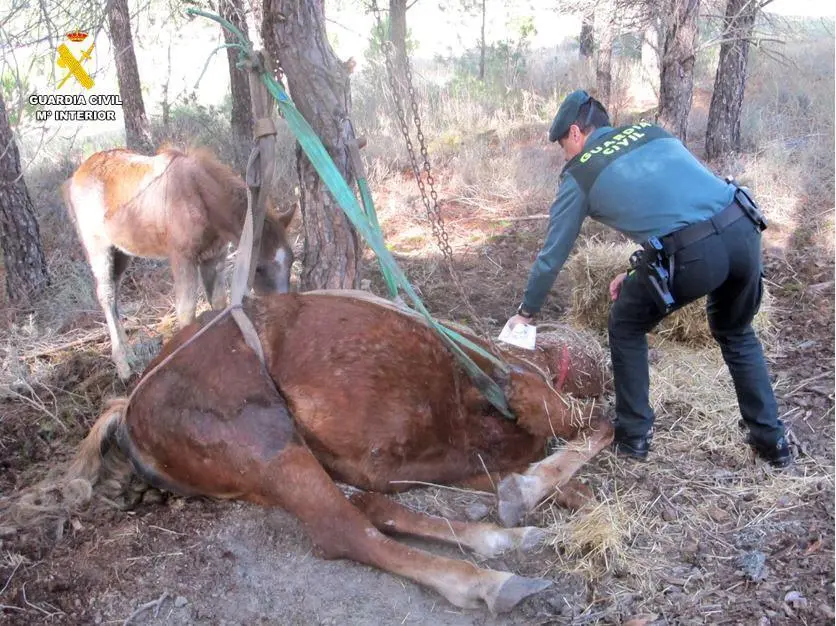 Investigado por el abandono de una yegua, con el resultado de la muerte del animal, en la localidad de Tudela de Duero (Valladolid)