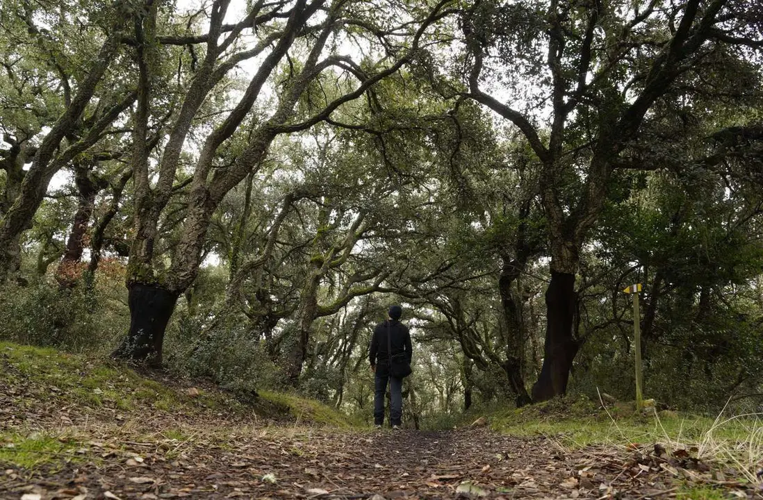 C&eacute;sar S&aacute;nchez. ICAL. El zofreral de Cobrana (Le&oacute;n), premiado como 'Bosque del a&ntilde;o 2025', por la ONG Bosque sin Fronteras