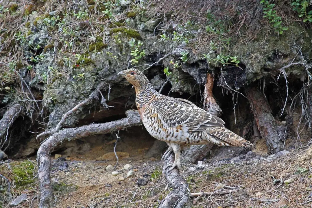 ICAL. La conservaci&oacute;n del urogallo cant&aacute;brico
