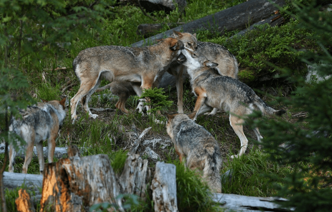 En Espa&ntilde;a existen nueve comunidades aut&oacute;nomas que alojan poblaciones de lobos.