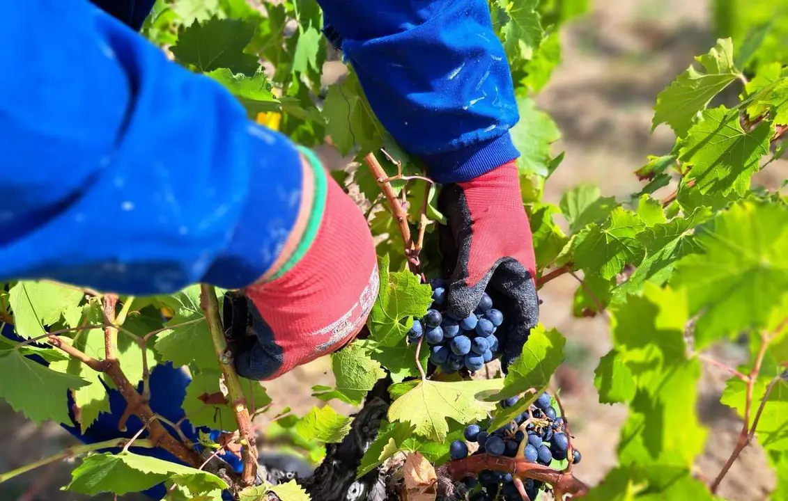 Vi&ntilde;as de uva menc&iacute;a en El Bierzo.
