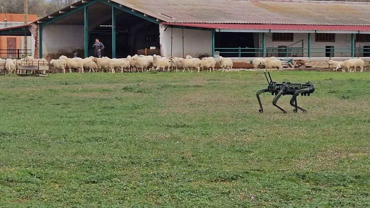 Perro robot con ovejas