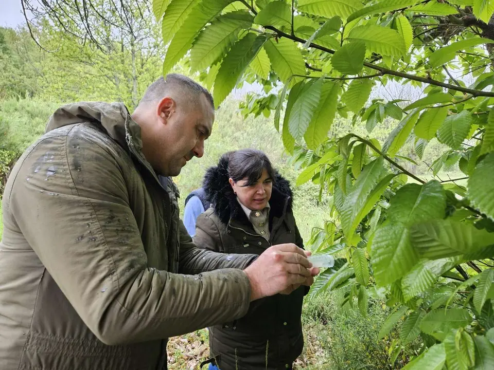 La Diputaci&oacute;n de Le&oacute;n compra 410 dosis de Torymus para luchar contra la avispilla en los casta&ntilde;os del Bierzo