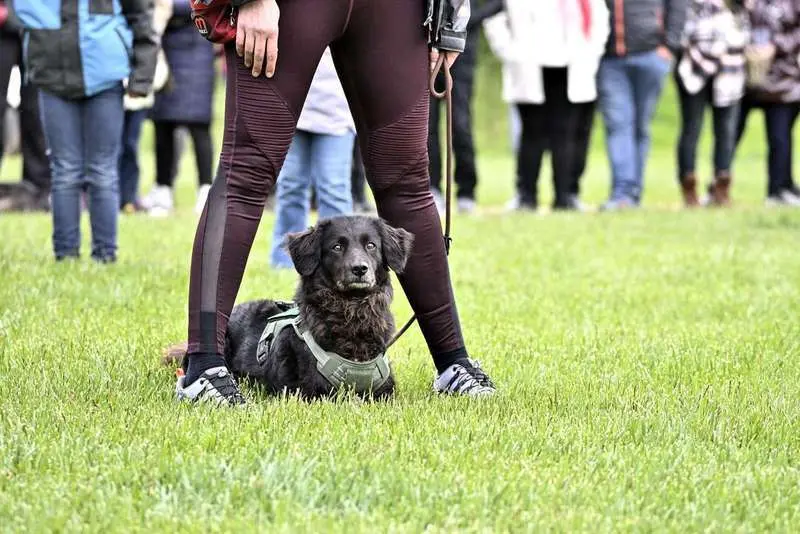 Perro carea leon&eacute;s