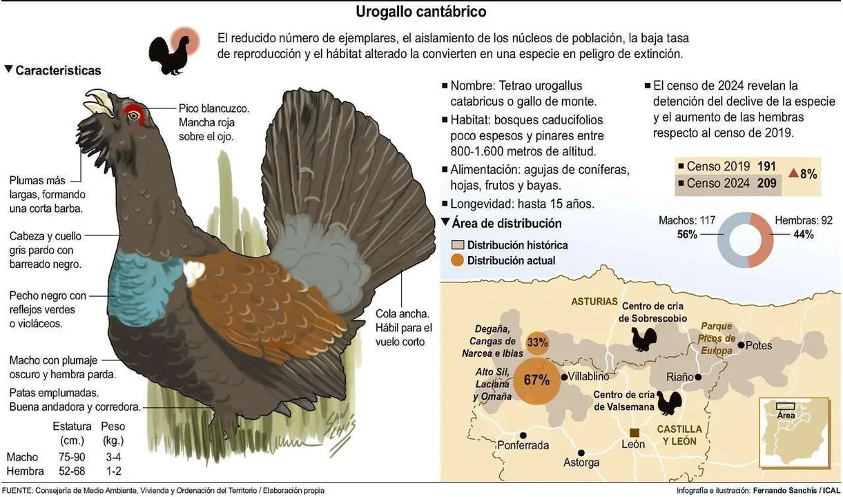 ICAL. Urogallo cant&aacute;brico 