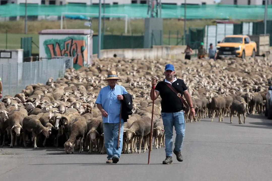 Peio Garc&iacute;a. ICAL. Un reba&ntilde;o de 2.500 ovejas atraviesa Le&oacute;n buscando pastizales al norte de la provincia