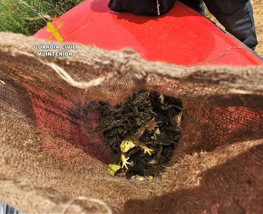Las ranas decomisadas por la Guardia Civil.