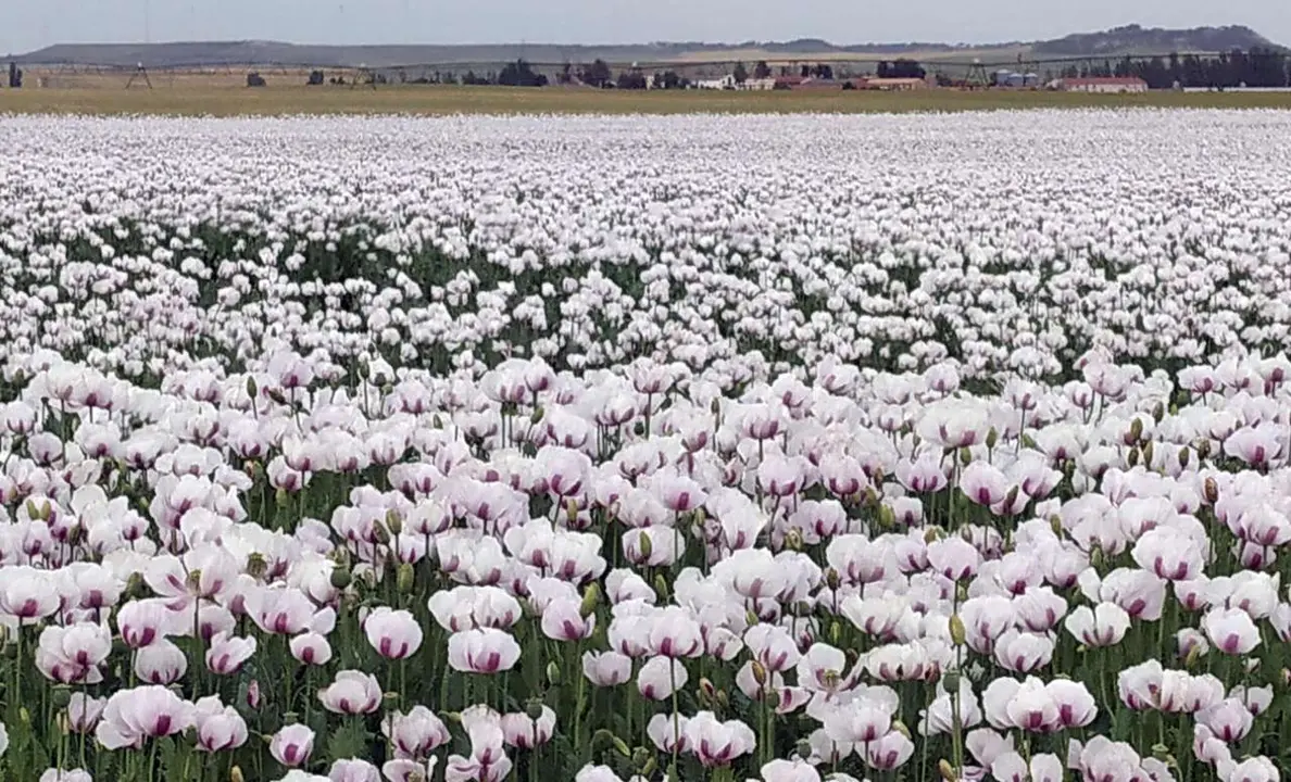 Plantaci&oacute;n de adormidera en Castilla y Le&oacute;n
