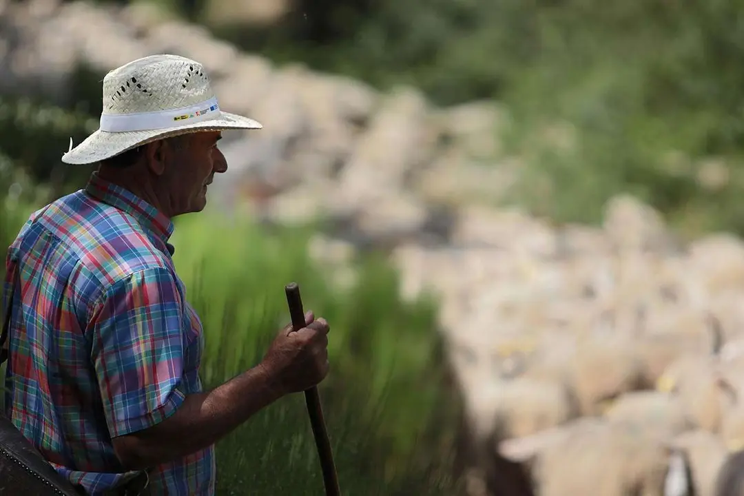 Peio Garc&iacute;a. ICAL. La Asociaci&oacute;n Club de Producto Caminos Trashumantes, con la colaboraci&oacute;n de la Junta Vecinal de Salam&oacute;n y el Club de Monta&ntilde;a Pandetrave, organizan la jornada &lsquo;Trashumancia sin barreras&rsquo;