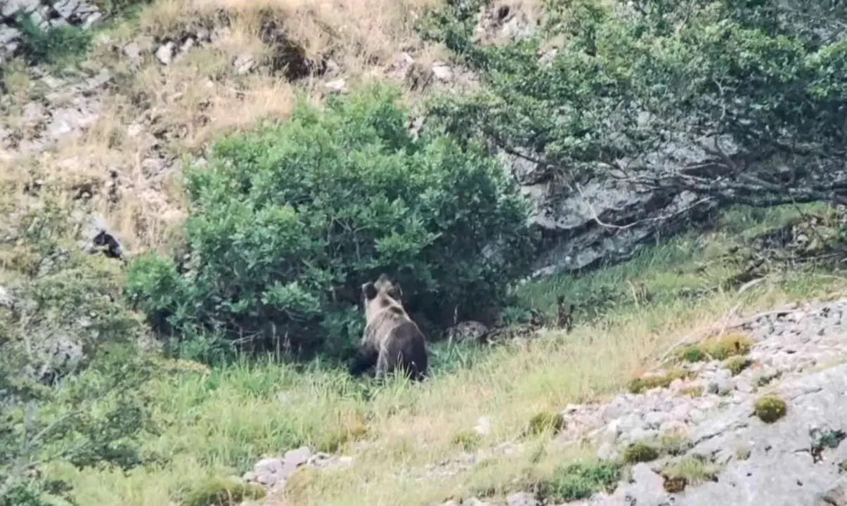 Oso cant&aacute;brico avistado este viernes en la monta&ntilde;a leonesa. | JAGA
