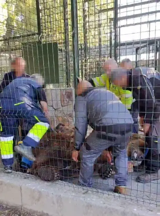 Traslado de los osos Ponderoso y Luna, que habitan desde hace 33 a&ntilde;os en el Coto Escolar de Le&oacute;n, al santuario Gnadenhof f&uuml;r B&auml;ren de M&uacute;nich
