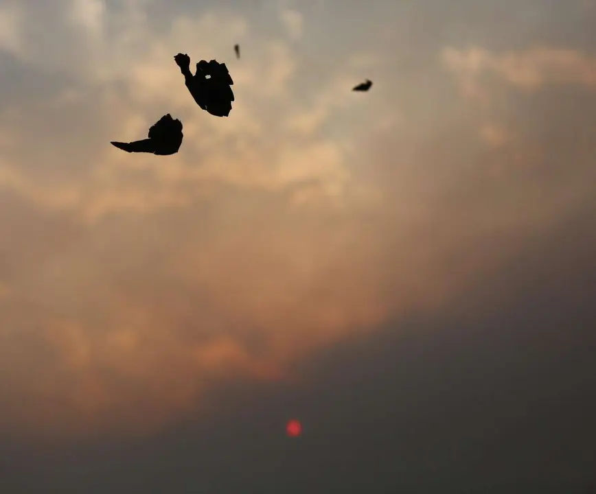 Lluvia de ceniza en Ponferrada de los diferentes incendios activos en la comarca del Bierzo. | ICAL