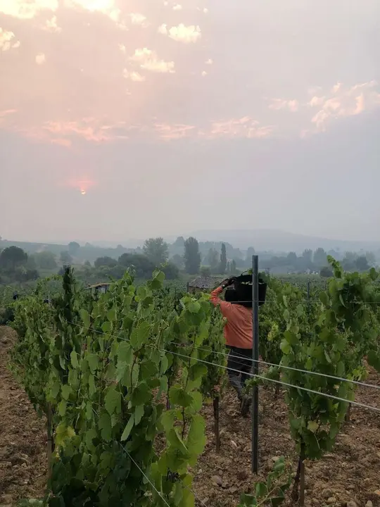 Comienzo de la vendimia en la Bodega Luzdivina Amigo, en Parandones (Le&oacute;n)