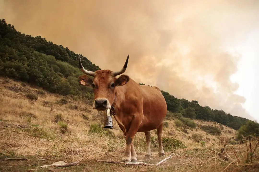 Foto de Archivo: Peio Garc&iacute;a. ICAL. El incendio de Fasgar.
