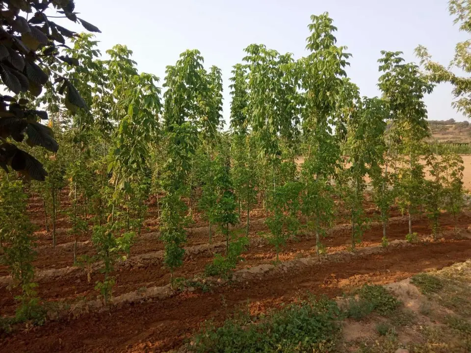 El vivero provincial, en Ribaseca.