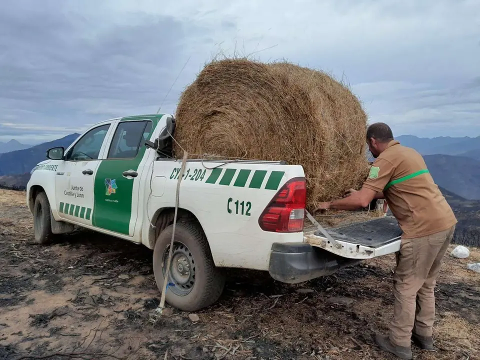 Celadores de Medio Ambiente de la Reserva Regional de Caza de Ria&ntilde;o (Le&oacute;n) depositan alimento para la fauna silvestre en terrenos incendiados