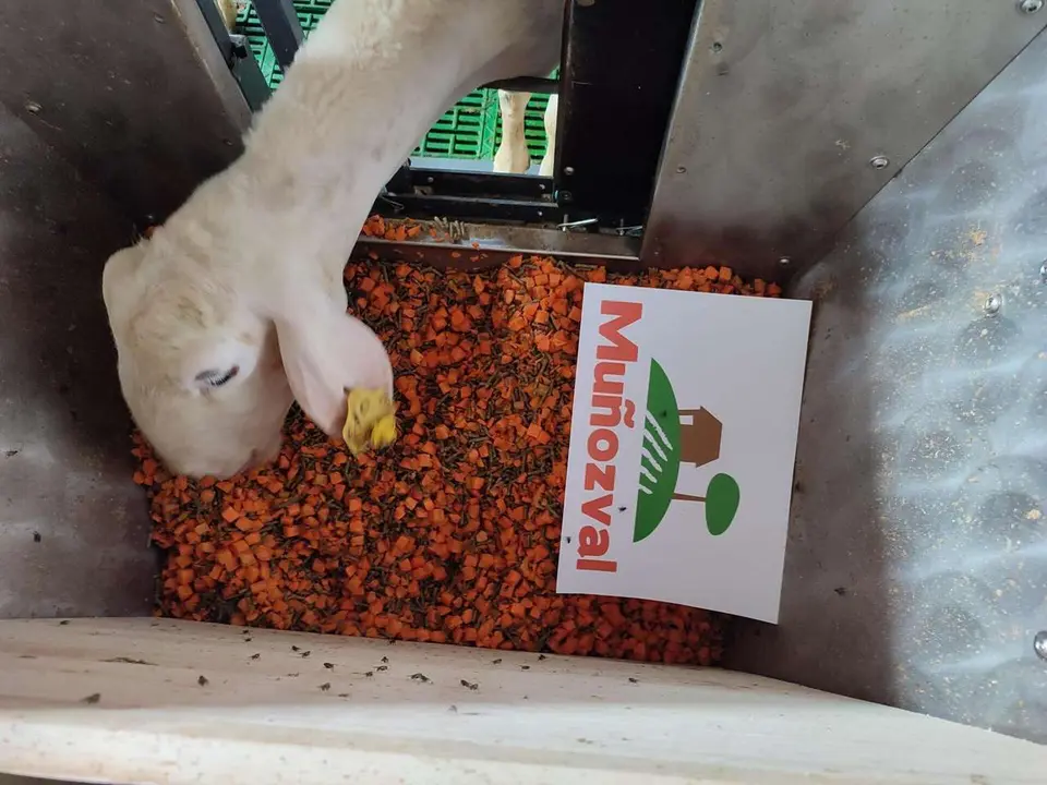 Investigadores de la ULE demuestran que las zanahorias podr&iacute;an sustituir al ma&iacute;z en la alimentaci&oacute;n de ovejas lecheras. 
