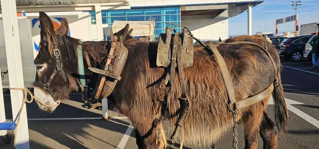 Pendones, carros y romeros participaron un a&ntilde;o m&aacute;s en la romer&iacute;a de San Froil&aacute;n | Le&oacute;n 24 Horas