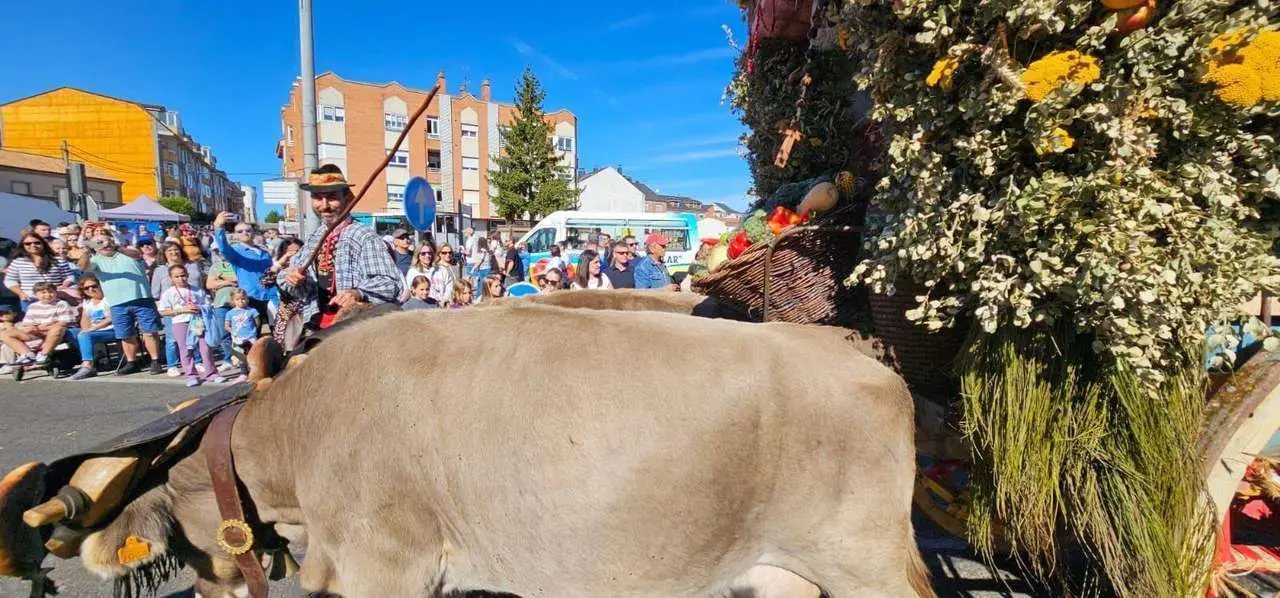 Pendones, carros y romeros participaron un a&ntilde;o m&aacute;s en la romer&iacute;a de San Froil&aacute;n | Le&oacute;n 24 Horas