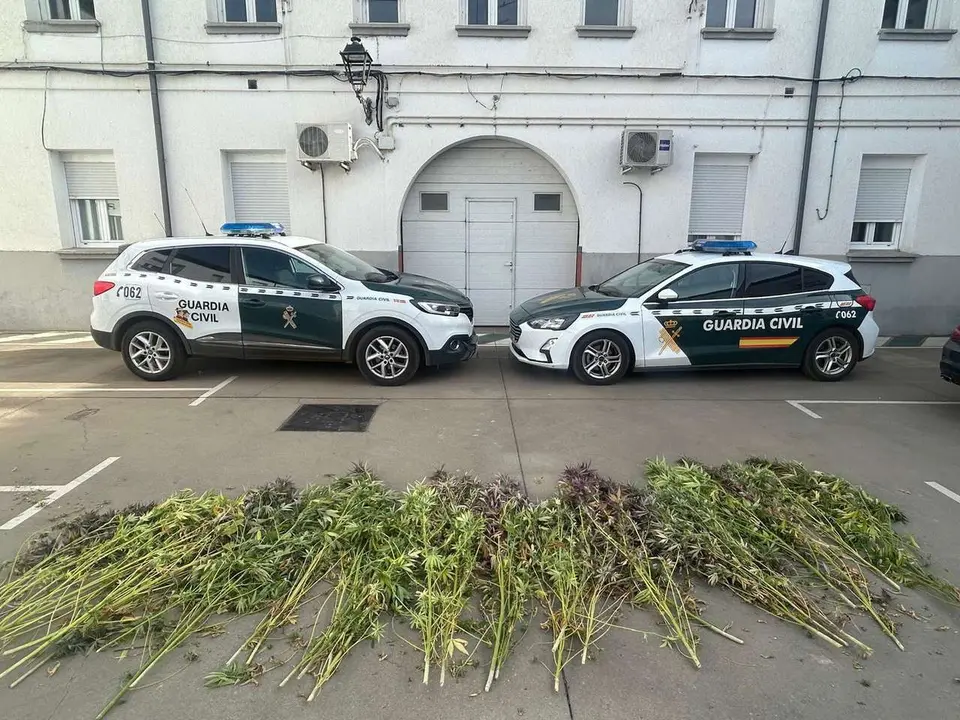 Al detenido se le incautaron 32 plantas de marihuana. 