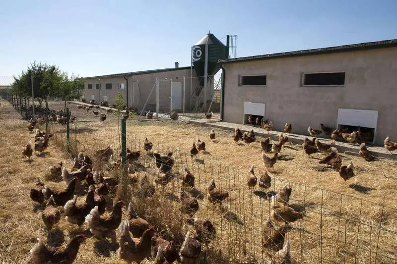 Imagen de archivo de una granja de gallinas camperas. | ICAL