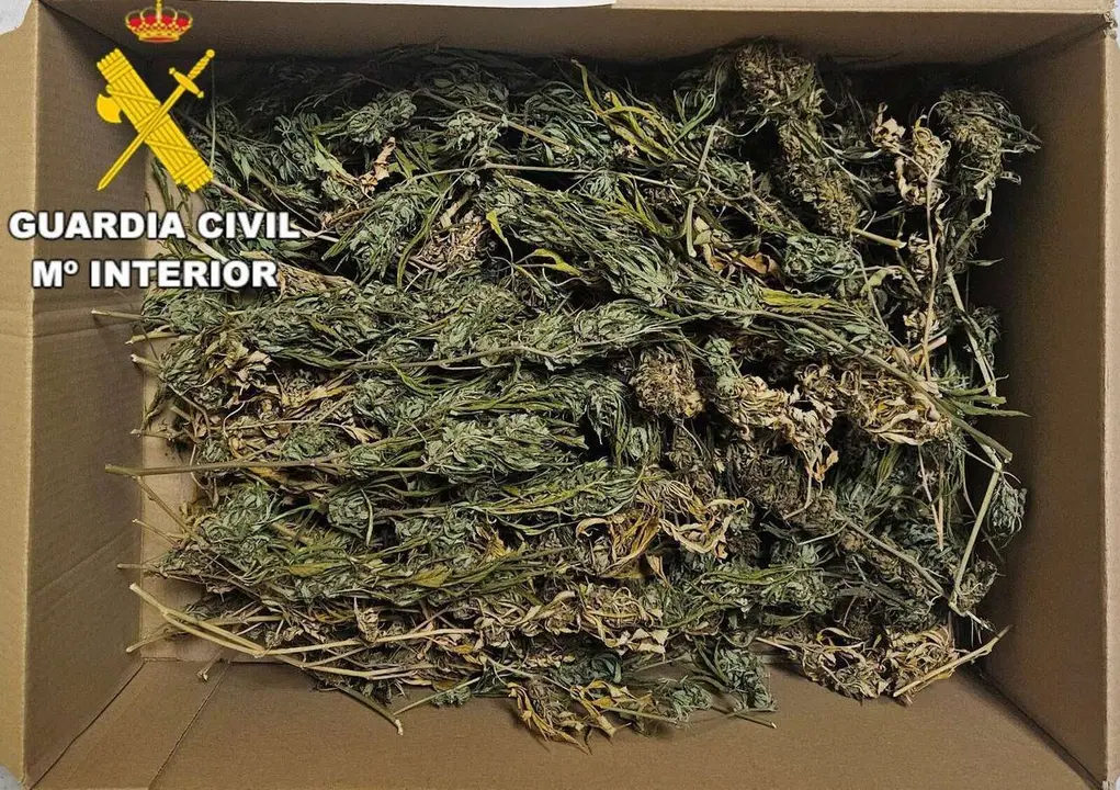 Al investigado se le aprehendieron cogollos de marihuana en un registro de su veh&iacute;culo. | GC