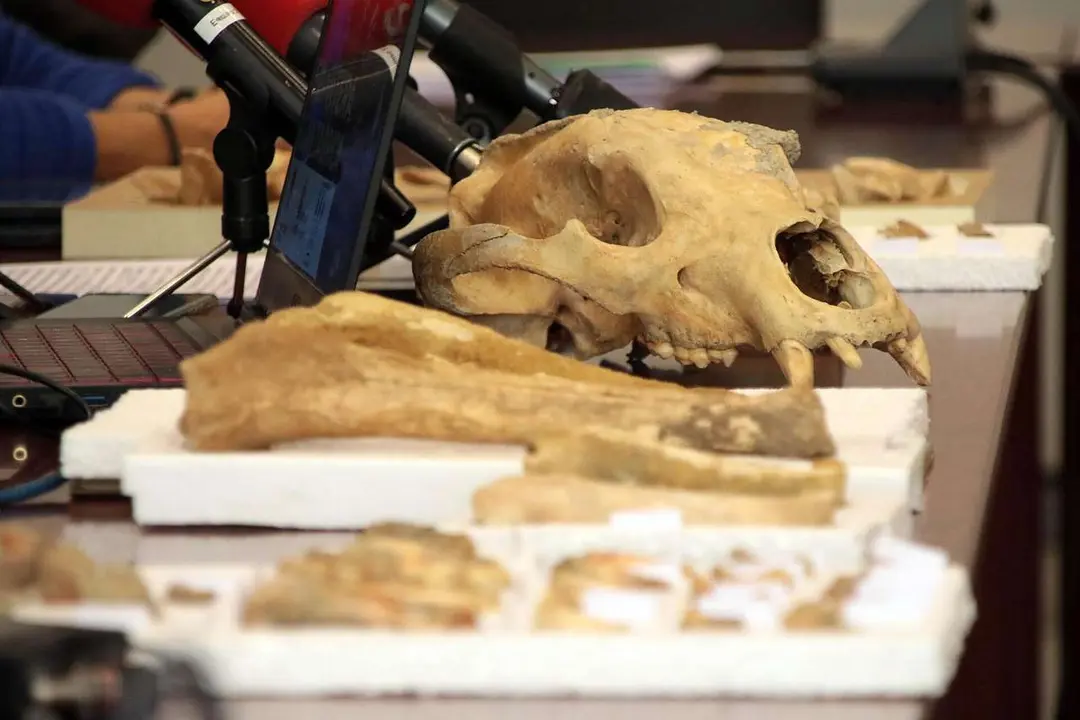 El delegado territorial de la Junta, Eduardo Diego. el coordinador del proyecto y paleobi&oacute;logo Dar&iacute;o Fidalgo, la profesora de Paleontolog&iacute;a de la Universidad de Le&oacute;n, Esperanza Fern&aacute;ndez, y el profesor de Prehistoria de la ULE, Carlos Fern&aacute;ndez presentan los resultados provisionales de la primera campa&ntilde;a de recuperaci&oacute;n de restos de fauna del Cuaternario en cuevas de la provincia de Le&oacute;n. ICAL.
