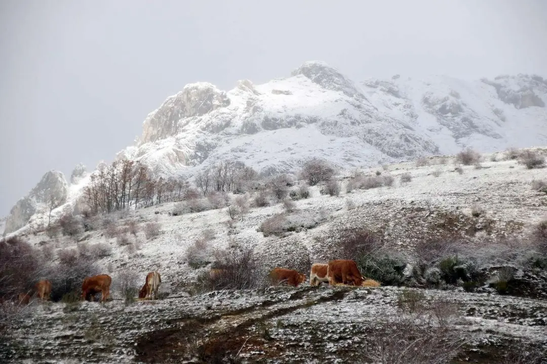 La primera nevada de la temporada lleg&oacute; a las cumbres de la vertiente leonesa de la Cornisa Cant&aacute;brica. | PEIO GARC&Iacute;A / ICAL