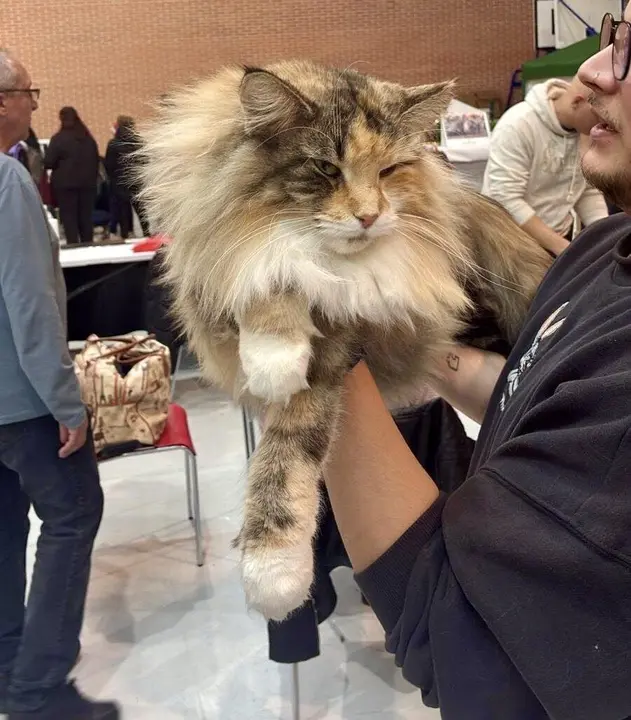 Exposici&oacute;n Internacional Felina. Ayuntamiento de San Andr&eacute;s del Rabanedo.