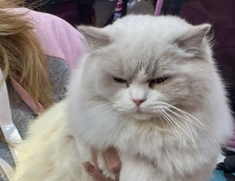 Exposici&oacute;n Internacional Felina. Ayuntamiento de San Andr&eacute;s del Rabanedo.